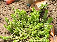 Gaillet croisette, Galium cruciata (Lyon, Parc de la Tete d'or, 2012)(2)